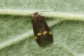 Attēlu rezultāti vaicājumam “Borkhausenia minutella”