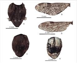Attēlu rezultāti vaicājumam “Haematopota sp.”