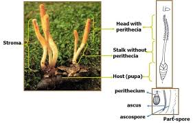 Attēlu rezultāti vaicājumam “Cordyceps militaris”
