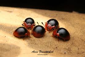 Attēlu rezultāti vaicājumam “Endomychidae”