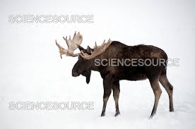 Attēlu rezultāti vaicājumam “Alces alces”