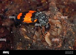 Attēlu rezultāti vaicājumam “Nicrophorus vespilloides”