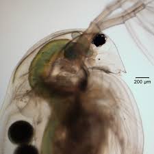 Attēlu rezultāti vaicājumam “Tubifera magna macro”