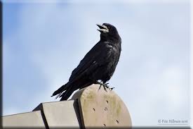 Attēlu rezultāti vaicājumam “Corvus frugilegus adult”