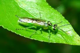 Attēlu rezultāti vaicājumam “Rhogogaster viridis”