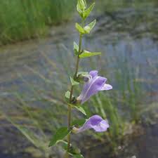 Attēlu rezultāti vaicājumam “Scutellaria galericulata leaf”