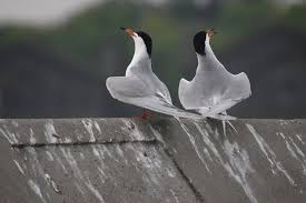 Image result for Sterna forsteri