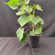 Attēlu rezultāti vaicājumam “Didymium aggregatum”