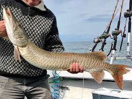 Image result for Esox masquinongy