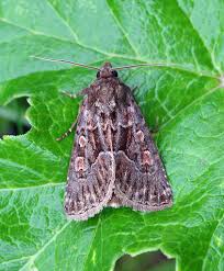 Attēlu rezultāti vaicājumam “Thalpophila matura”