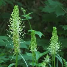 Attēlu rezultāti vaicājumam “Phyteuma spicatum bud”