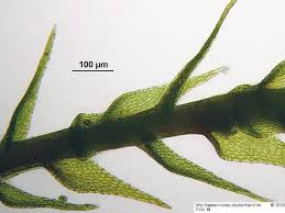 Attēlu rezultāti vaicājumam “Serpoleskea subtilis”
