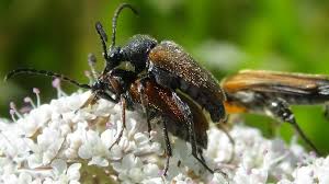 Attēlu rezultāti vaicājumam “Pseudovadonia livida”