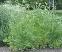 Attēlu rezultāti vaicājumam “Levisticum officinale”