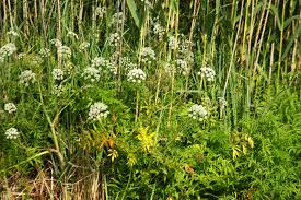 Attēlu rezultāti vaicājumam “Cicuta virosa flower”