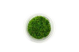 Attēlu rezultāti vaicājumam “Riccia canaliculata”