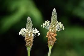 Attēlu rezultāti vaicājumam “Plantago lanceolata flower”