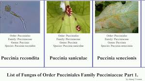 Attēlu rezultāti vaicājumam “Pucciniales”