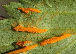 Attēlu rezultāti vaicājumam “Triphragmium ulmariae”