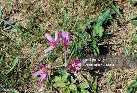 Attēlu rezultāti vaicājumam “Colchicaceae”