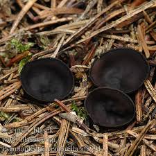 Attēlu rezultāti vaicājumam “Pseudoplectania nigrella”