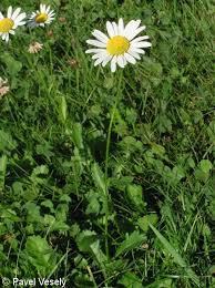 Attēlu rezultāti vaicājumam “Leucanthemum vulgare leaf”