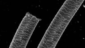 Image result for human hair microscope image