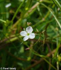 Attēlu rezultāti vaicājumam “Veronica scutellata”