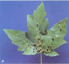 Attēlu rezultāti vaicājumam “Vasates quadripedes”