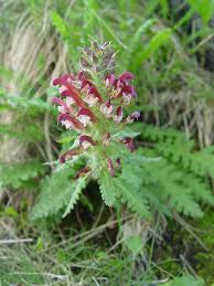 Attēlu rezultāti vaicājumam “Pedicularis palustris subsp. opsiantha”