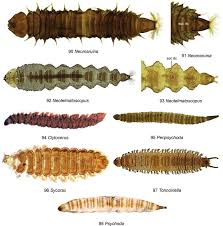 Attēlu rezultāti vaicājumam “Orthosia sp. larva”