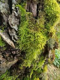 Attēlu rezultāti vaicājumam “Brachythecium rutabulum”