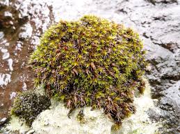 Attēlu rezultāti vaicājumam “Schistidium robustum sporophyte”