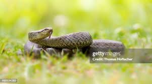 Attēlu rezultāti vaicājumam “Coronella austriaca”