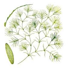 Attēlu rezultāti vaicājumam “Najas tenuissima”