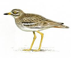 Image result for Burhinus oedicnemus