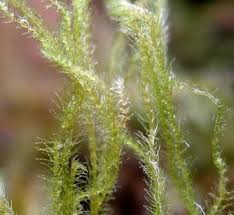 Attēlu rezultāti vaicājumam “Blepharostoma trichophyllum sporophyte”