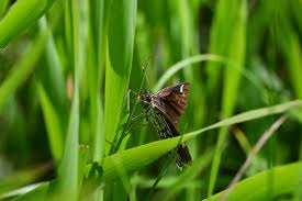Attēlu rezultāti vaicājumam “Heteropterus morpheus upperside”
