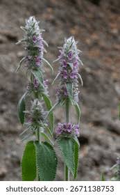 Attēlu rezultāti vaicājumam “Stachys sylvatica leaf”