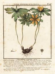 Attēlu rezultāti vaicājumam “Eranthis hyemalis”