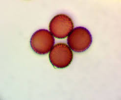 Attēlu rezultāti vaicājumam “Physarum pseudoalexandrowiczii”