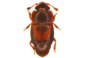 Attēlu rezultāti vaicājumam “Nitidulidae”