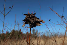 Attēlu rezultāti vaicājumam “Rhabdophaga rosaria”