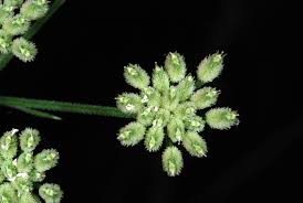 Attēlu rezultāti vaicājumam “Torilis japonica fruit”