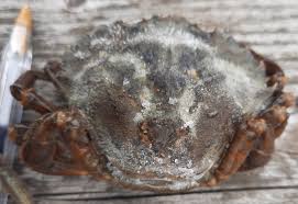 Image result for Carcinus maenas
