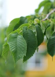 Attēlu rezultāti vaicājumam “Ulmus glabra”