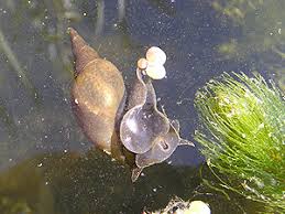 Attēlu rezultāti vaicājumam “Lymnaeidae”