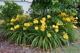 Attēlu rezultāti vaicājumam “Hemerocallis lilioasphodelus”