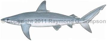 Image result for Carcharhinus obscurus