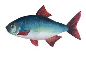 Attēlu rezultāti vaicājumam “Rutilus rutilus”